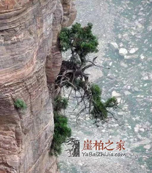 崖柏根雕:中国雕刻史上的一朵奇葩-1