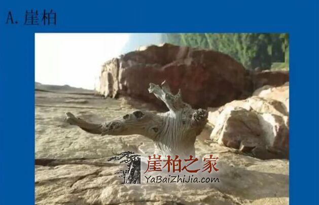 分不清崖柏,坡柏,地柏,还玩什么崖柏?-2