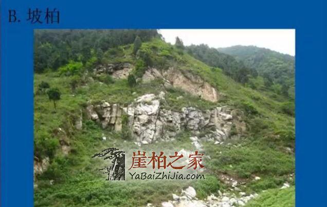 分不清崖柏,坡柏,地柏,还玩什么崖柏?-3