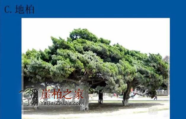 分不清崖柏,坡柏,地柏,还玩什么崖柏?-4