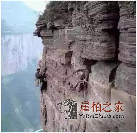 揭秘崖柏虐心的采挖过程,说玩命一点也不夸张!-2