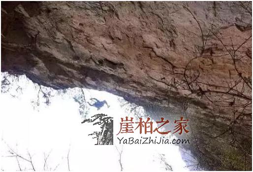 揭秘崖柏虐心的采挖过程,说玩命一点也不夸张!-3
