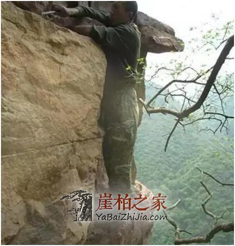 揭秘崖柏虐心的采挖过程,说玩命一点也不夸张!-4
