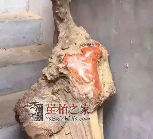 崖柏中的“贵族”:蚂蚁腿大曝光!-1