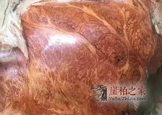 崖柏中的“贵族”:蚂蚁腿大曝光!-3