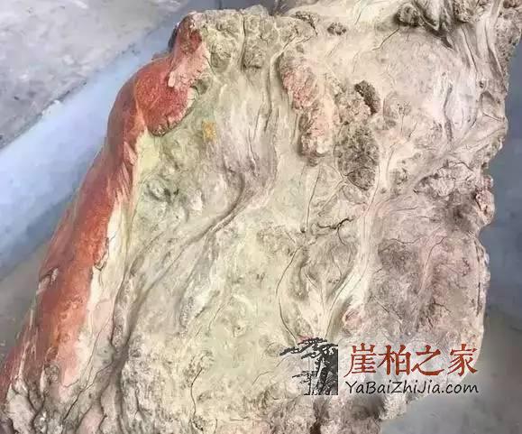 崖柏中的“贵族”:蚂蚁腿大曝光!-4