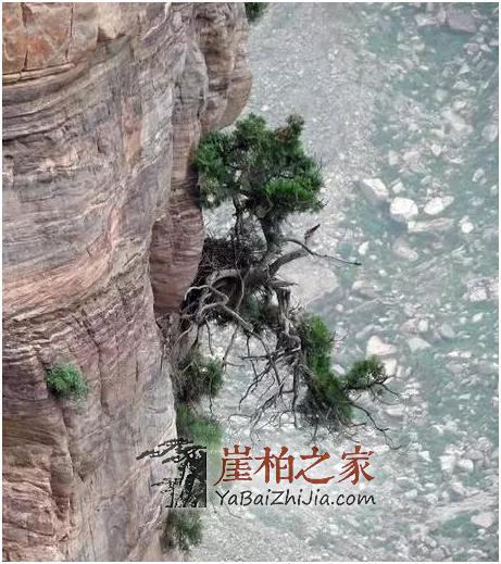 崖柏文化:崖柏之精气神!-1