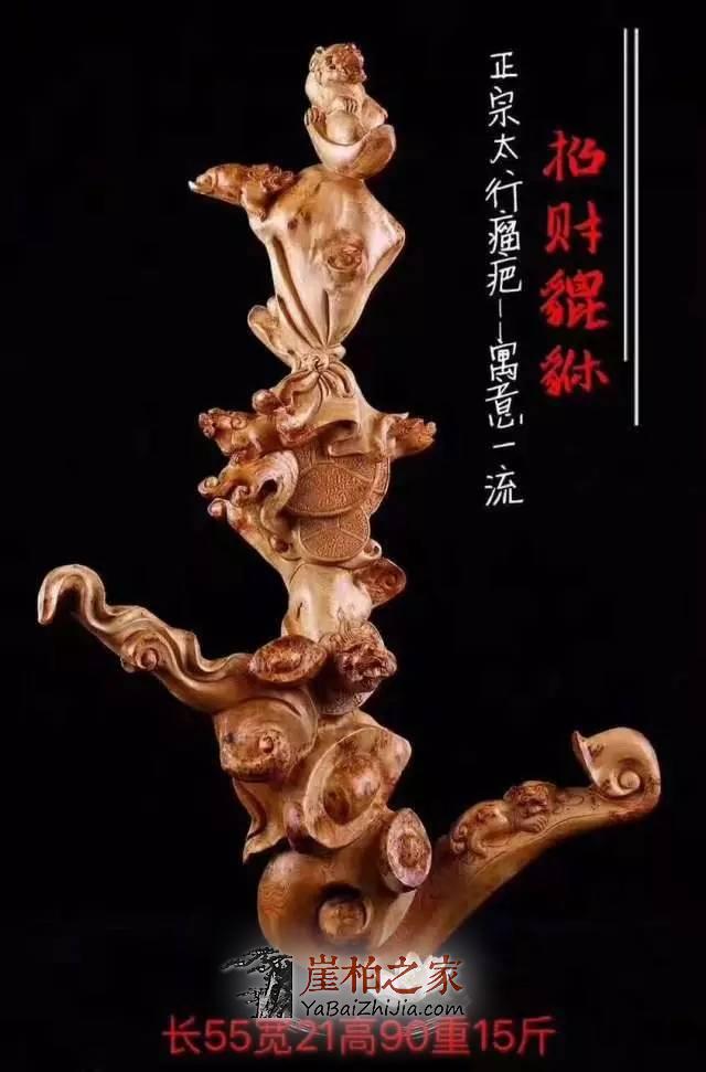 崖柏身上的一块“疤”竟然如此厉害!-1