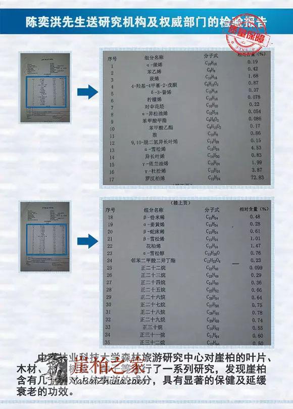 崖柏--将成为未来家庭健康、养生之王-2