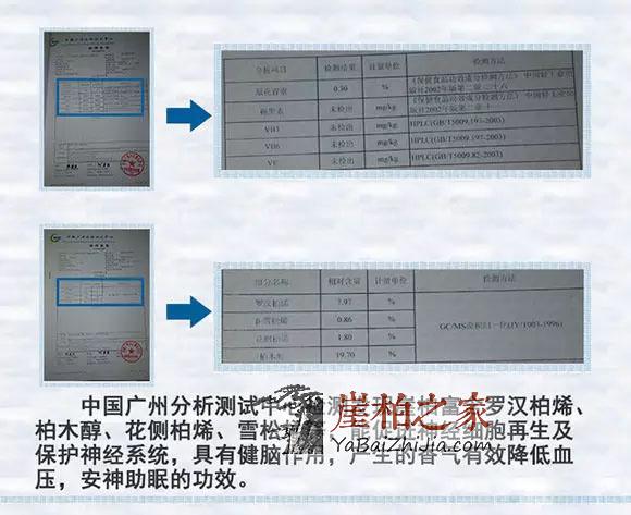 崖柏--将成为未来家庭健康、养生之王-3