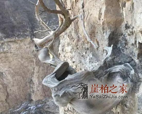 崖柏:只有喜欢、没有高下-4