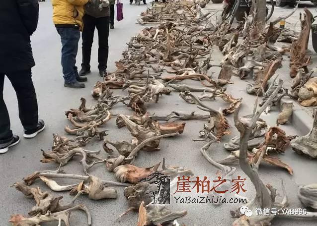 崖柏市场要变天了?崖柏市场行情走向浅析-2