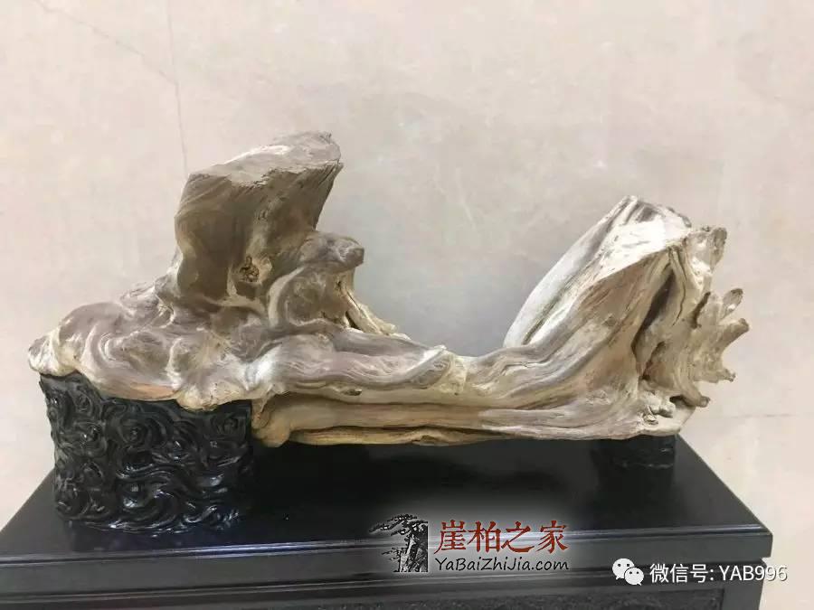 崖柏市场要变天了?崖柏市场行情走向浅析-3