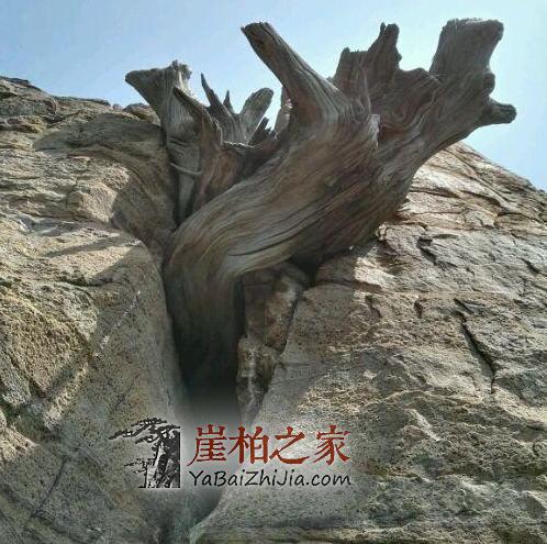 崖柏爱好者要谨防进入这4个误区!-2