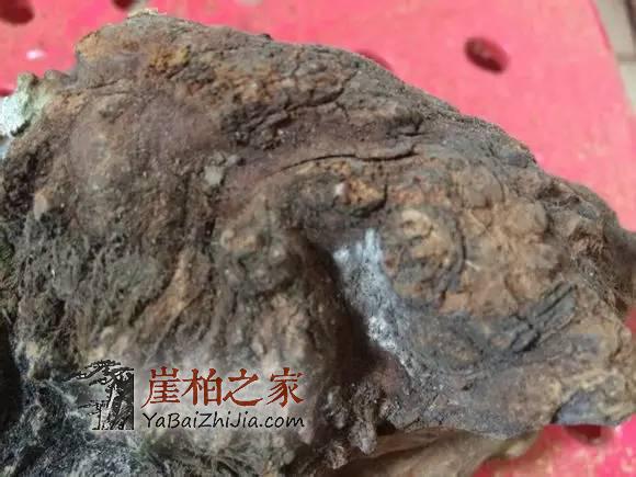 揭穿那些忽悠你的崖柏骗局与术语,做个有判断力的玩家-3