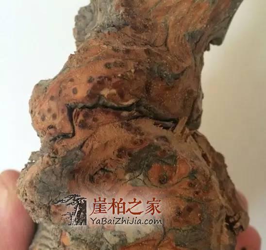 揭穿那些忽悠你的崖柏骗局与术语,做个有判断力的玩家-13