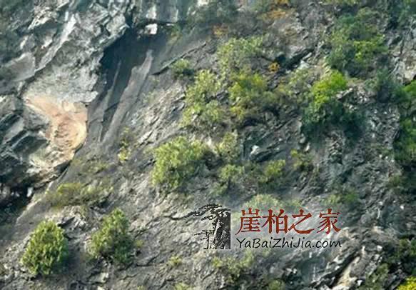 揭穿那些忽悠你的崖柏骗局与术语,做个有判断力的玩家-14