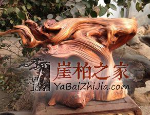 崖柏即将消失,这不是危言耸听!-1