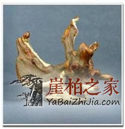 崖柏即将消失,这不是危言耸听!-4