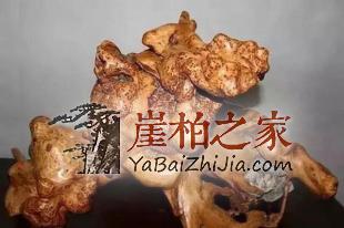 崖柏即将消失,这不是危言耸听!-5