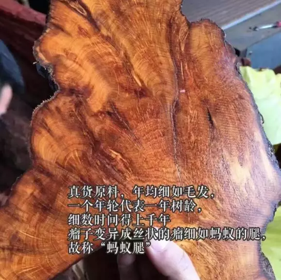 直击崖柏!带你了解什么才是正宗的太行崖柏!-2