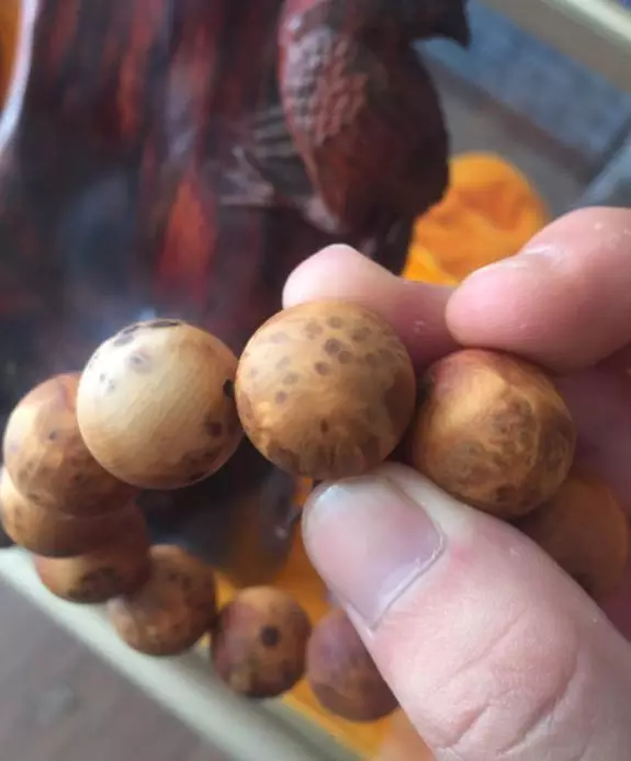 直击崖柏!带你了解什么才是正宗的太行崖柏!-8