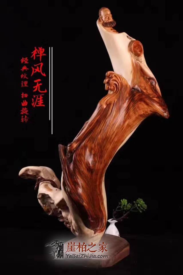 为何崖柏仍然持续“高烧不退”!-2