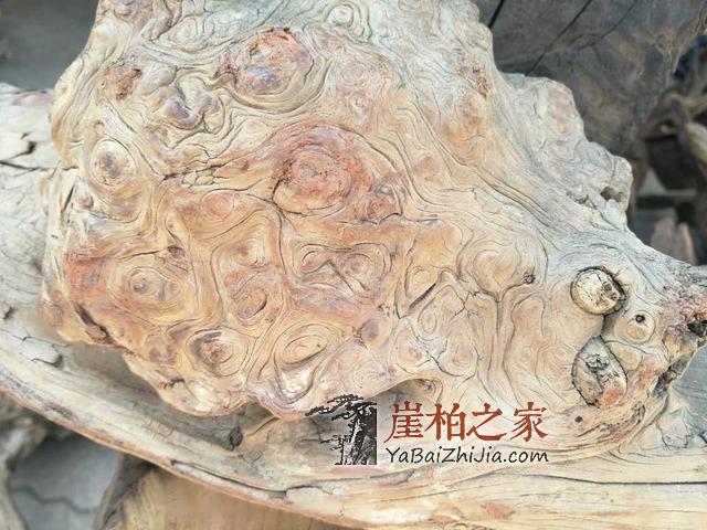 “苦行僧”崖柏:以崖柏来寄托禅意,以禅意来明悟己身!-2