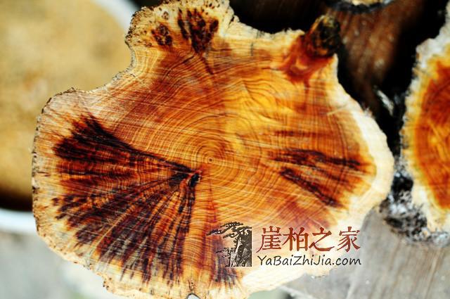 你了解崖柏珠子的采集加工车制过程吗,和小编一起看看吧-1