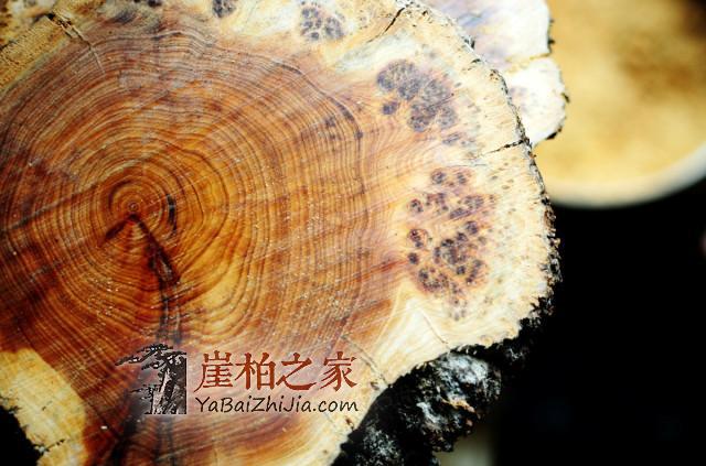 你了解崖柏珠子的采集加工车制过程吗,和小编一起看看吧-2