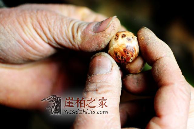 你了解崖柏珠子的采集加工车制过程吗,和小编一起看看吧-4