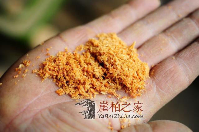 你了解崖柏珠子的采集加工车制过程吗,和小编一起看看吧-5