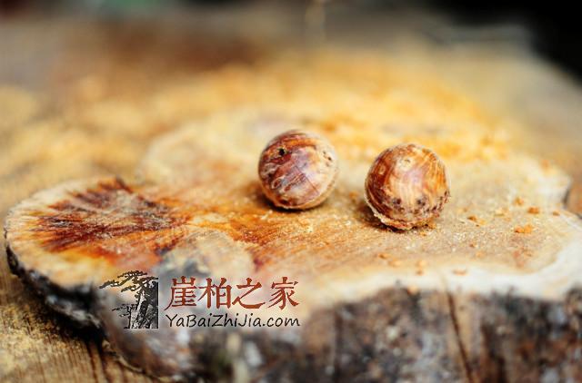 你了解崖柏珠子的采集加工车制过程吗,和小编一起看看吧-6