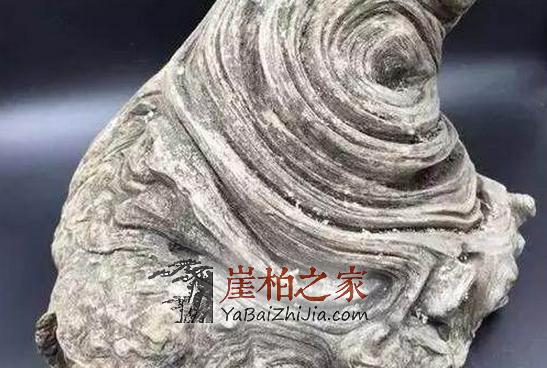 崖柏假货盘点|白皮松根本就不是崖柏的亲兄弟!-1