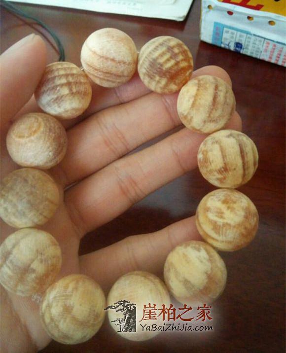 崖柏假货盘点|白皮松根本就不是崖柏的亲兄弟!-2