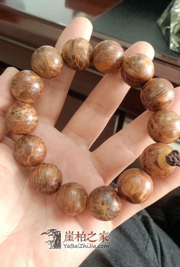 崖柏假货盘点|白皮松根本就不是崖柏的亲兄弟!-4