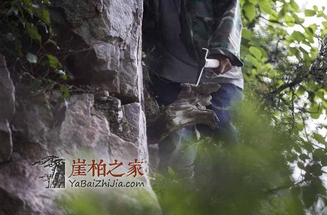 近年崖柏这么火,一斤卖多少?啥样的才值钱?-1
