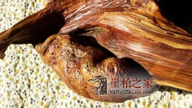 浅析崖柏极品蚂蚁腿(纯干货)-1