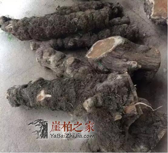 三招教你玩转崖柏,成为文玩老炮-1