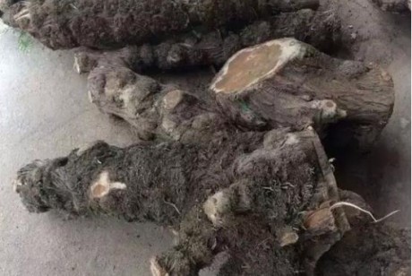 三招教你玩转崖柏，成为文玩老炮