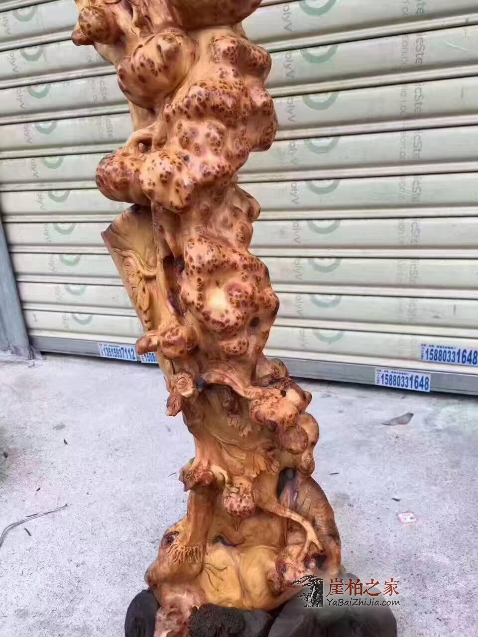 超级难得一件的绝世精品《好运连绵》正宗太行树头老料崖柏满瘤-3