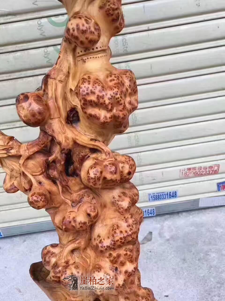超级难得一件的绝世精品《好运连绵》正宗太行树头老料崖柏满瘤-6