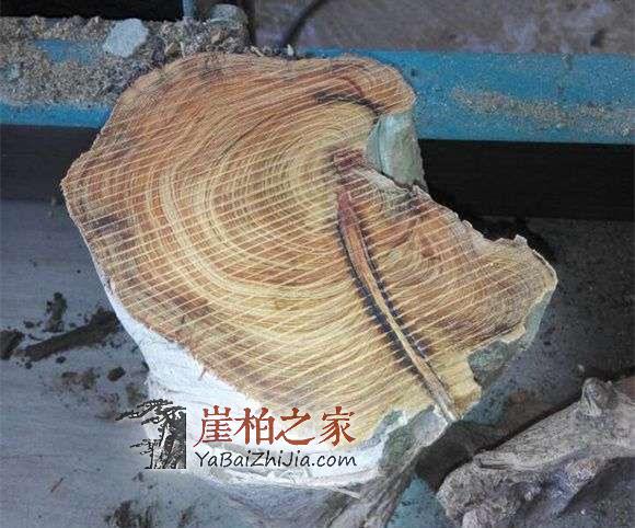 纯干货:详细介绍崖柏陈化料的特性-1