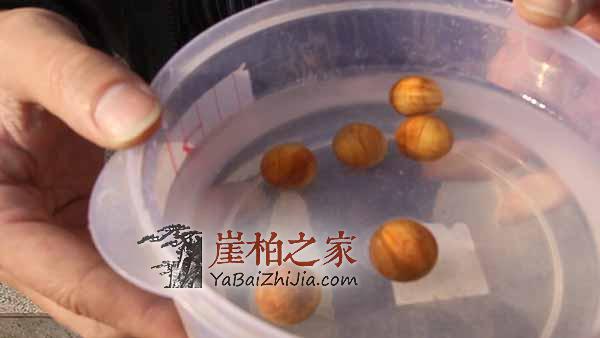 崖柏鉴定之崖柏珠子越重越好？-1