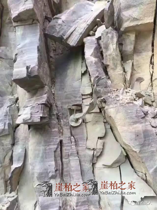 在崖柏圈混你需要知道这些基本知识-1