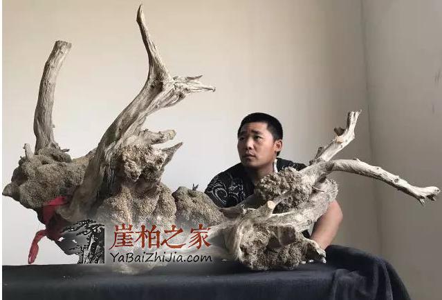 这样买崖柏,让你赚翻天!-4