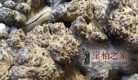购买崖柏手串不要一味追求瘤疤,因为假的太多-5
