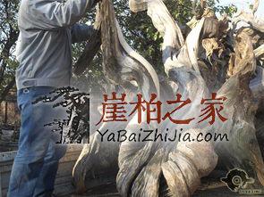 盘玩崖柏的几大法则,你是否逾越了?-1
