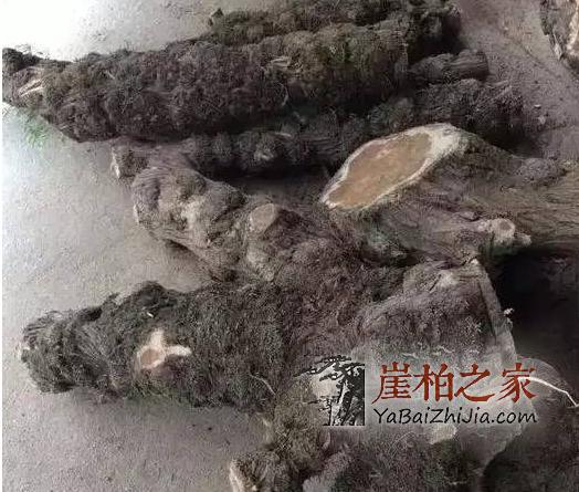 崖柏瘤疤不要随便买,因为假的太多-2