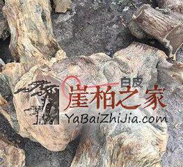 长知识了,原来崖柏是这样挑选的?-2